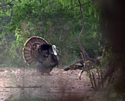 Turkey Attacks Hunter