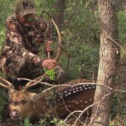 South Texas Axis Deer Hunt