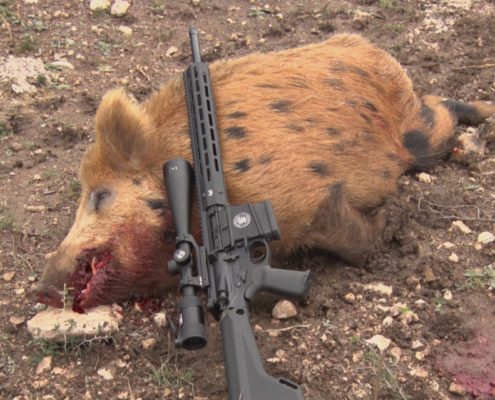Hog Hunting Smith and Wesson MP10 6.5 Creedmoor