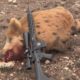 Hog Hunting Smith and Wesson MP10 6.5 Creedmoor